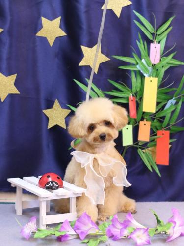 20230730ティアラちゃん